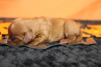 Strawberry , a female Cavalier King Charles Spaniel for sale in Trenton, MO – 4 of 8