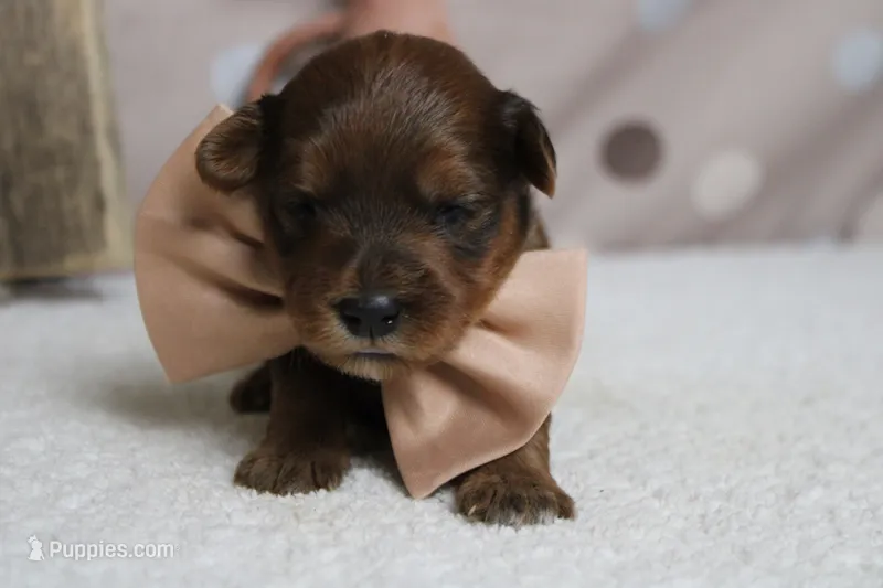 Trusty  – Yorkipoo puppy for sale in Trenton, MO