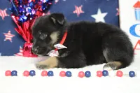 Pine , a male Siberian Husky and Miniature Aussiedoodle for sale in Trenton, MO – 5 of 7