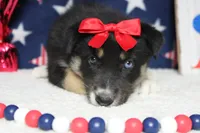 Dahlia , a male Siberian Husky and Miniature Aussiedoodle for sale in Trenton, MO – 3 of 7