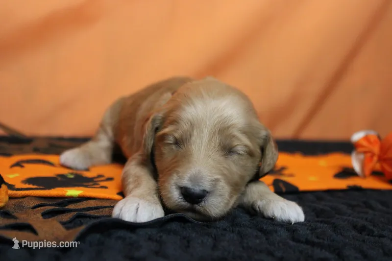 Sparky  – Goldendoodle puppy for sale in Trenton, MO