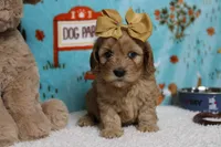 Katie, a female Cockapoo for sale in Trenton, MO – 3 of 8