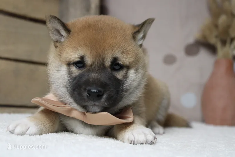 Dylan  – Shiba Inu puppy for sale in Trenton, MO