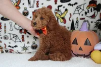 Mandarin , a male Poodle - Miniature  for sale in Trenton, MO – 6 of 8
