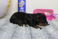 Logan, a female Cavapoo for sale in Trenton, MO – 4 of 5