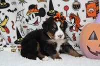 Lacy , a female Bernese Mountain Dog for sale in Trenton, MO – 6 of 9