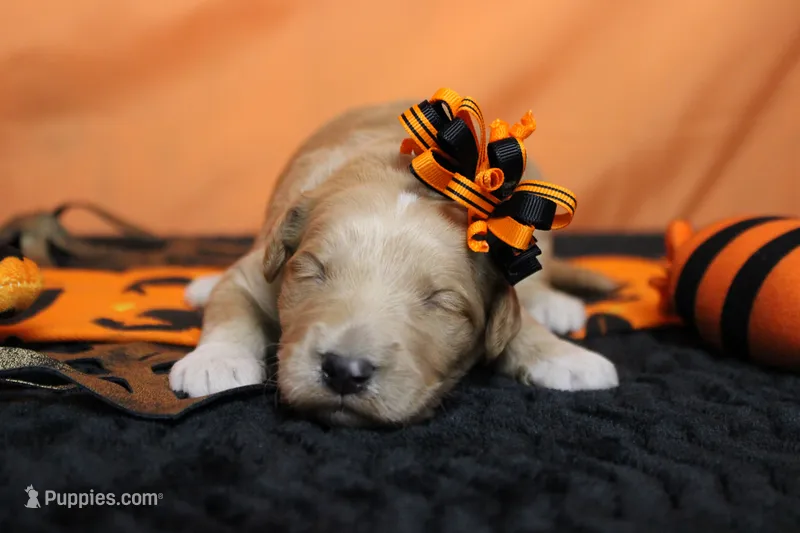 Cinder  – Goldendoodle puppy for sale in Trenton, MO