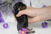 Pixie , a female Yorkshire Terrier for sale in Trenton, MO – 6 of 8
