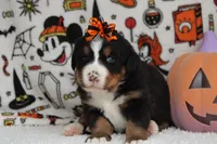 Cagney , a female Bernese Mountain Dog for sale in Trenton, MO – 2 of 8