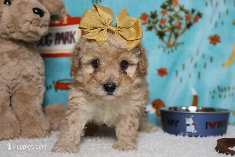 Brittany – Cavapoo puppy for sale in Trenton, MO