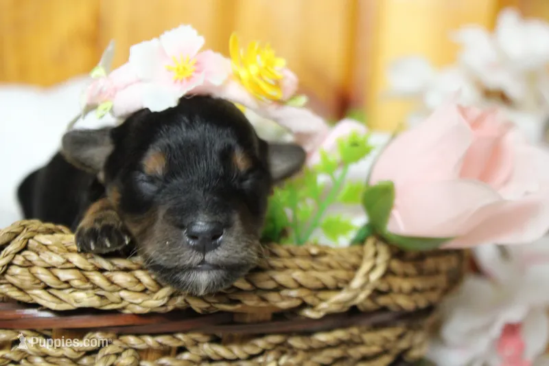 Darling  – Yorkipoo puppy for sale in Trenton, MO