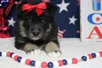 Violet , a male Siberian Husky and Miniature Aussiedoodle for sale in Trenton, MO – 3 of 7