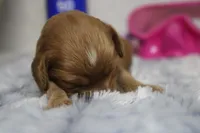 Jocelyn, a female Cockapoo for sale in Trenton, MO – 4 of 6