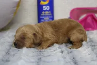 Carrie, a female Cockapoo for sale in Trenton, MO – 3 of 5