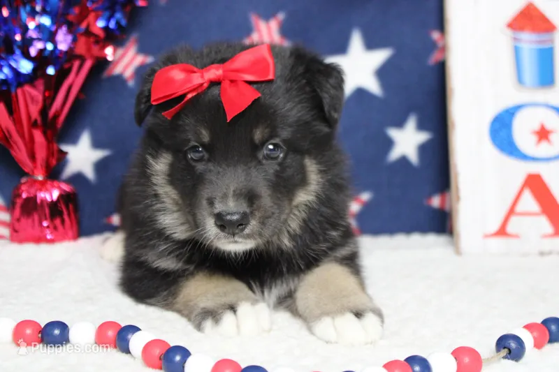 Violet  – Siberian Husky, Miniature Aussiedoodle puppy for sale in Trenton, MO