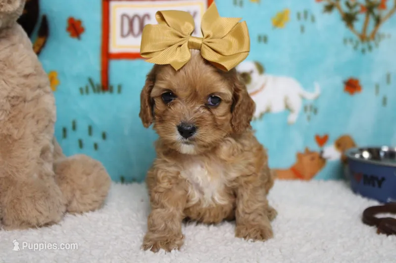 Maddie – Cockapoo puppy for sale in Trenton, MO