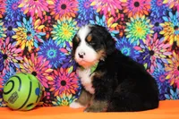 Murphy , a male Bernese Mountain Dog for sale in Trenton, MO – 6 of 8