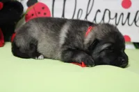 Abbott , a male Keeshond for sale in Trenton, MO – Photo 7 of 7