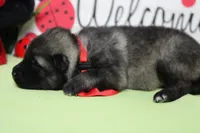 Abbott , a male Keeshond for sale in Trenton, MO – Photo 5 of 7