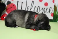 Abbott , a male Keeshond for sale in Trenton, MO – Photo 6 of 7