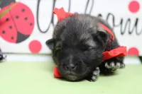 Abbott , a male Keeshond for sale in Trenton, MO – Photo 2 of 7