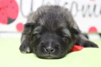 Abbott , a male Keeshond for sale in Trenton, MO – Photo 4 of 7