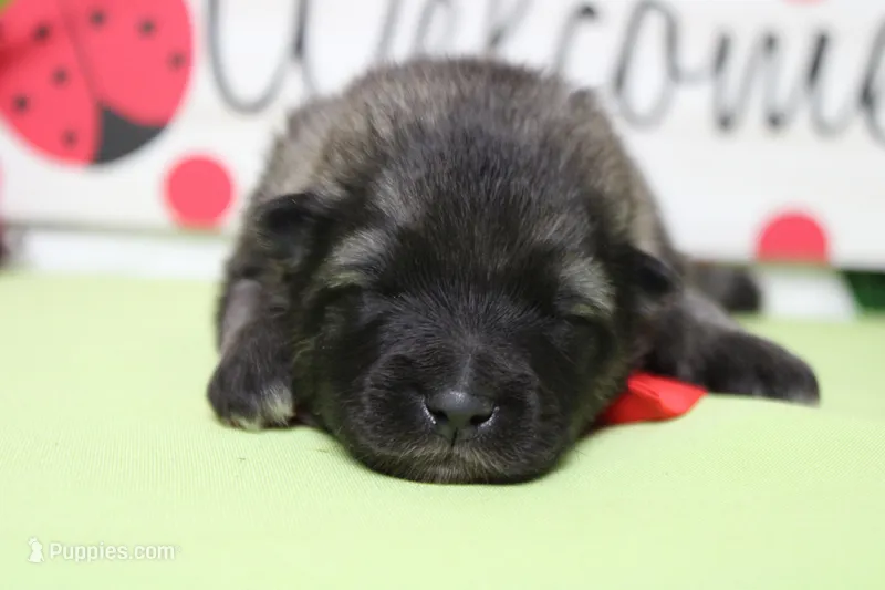 Abbott  – Keeshond puppy for sale in Trenton, MO