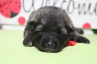 Abbott , a male Keeshond for sale in Trenton, MO – Photo 1 of 7