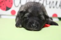 Abbott , a male Keeshond for sale in Trenton, MO – Photo 3 of 7