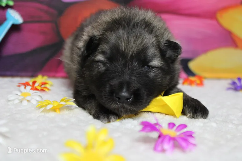 Abbott  – Keeshond puppy for sale in Trenton, MO