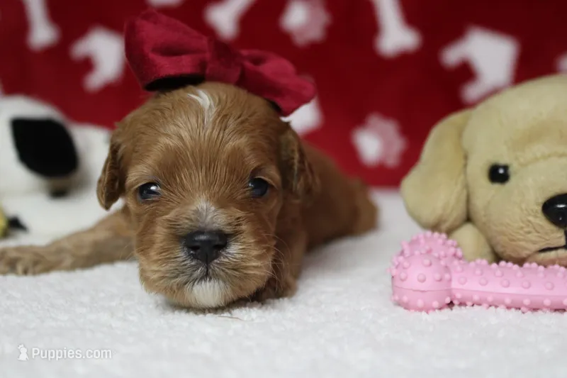 Maddie – Cockapoo puppy for sale in Trenton, MO
