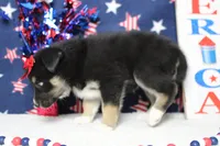 Dahlia , a male Siberian Husky and Miniature Aussiedoodle for sale in Trenton, MO – 5 of 7