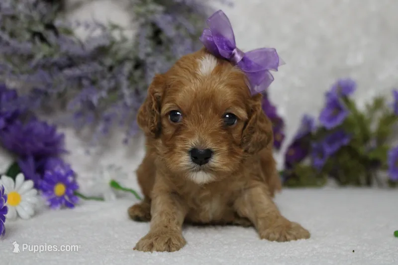 Jocelyn – Cockapoo puppy for sale in Trenton, MO