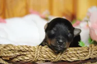 Pedro, a male Yorkipoo for sale in Trenton, MO – 2 of 10