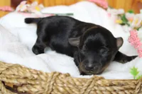 Toughy , a male Yorkipoo for sale in Trenton, MO – 5 of 8