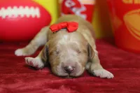 Cinder , a female Goldendoodle for sale in Trenton, MO – 1 of 9