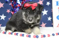 Violet , a male Siberian Husky and Miniature Aussiedoodle for sale in Trenton, MO – 7 of 7