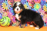 Heim , a male Bernese Mountain Dog for sale in Trenton, MO – 5 of 8