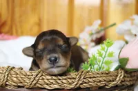 Boris , a male Yorkipoo for sale in Trenton, MO – 2 of 9
