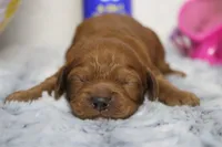 Natalie, a female Cockapoo for sale in Trenton, MO – 1 of 10