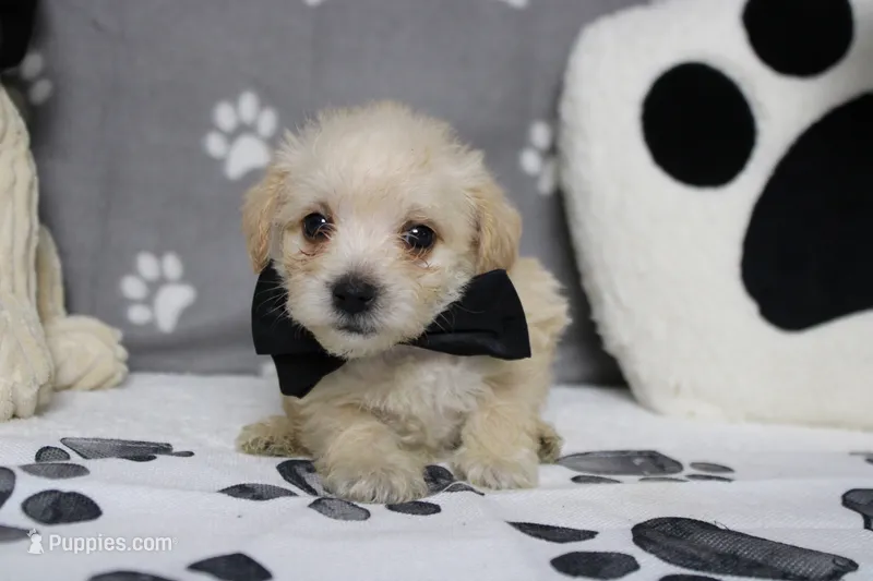 Moscato  – Schnoodle puppy for sale in Trenton, MO