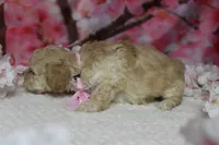Theodore, a male Poodle - Toy  for sale in Trenton, MO – 5 of 9