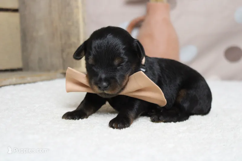 Toughy  – Yorkipoo puppy for sale in Trenton, MO