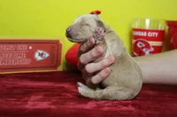 Cinder , a female Goldendoodle for sale in Trenton, MO – 9 of 9