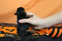 Chocolate , a female Cavalier King Charles Spaniel for sale in Trenton, MO – 6 of 8
