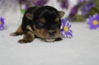 Penny , a female Yorkshire Terrier for sale in Trenton, MO – 2 of 10