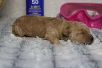 Brittany, a female Cavapoo for sale in Trenton, MO – 6 of 7