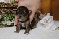 Boris , a male Yorkipoo for sale in Trenton, MO – 1 of 9