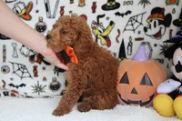 Mandarin , a male Poodle - Miniature  for sale in Trenton, MO – 5 of 8