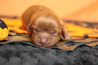Strawberry , a female Cavalier King Charles Spaniel for sale in Trenton, MO – 2 of 8